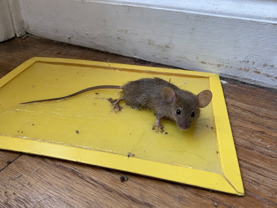 House mouse stuck on a yellow glue board by a baseboard