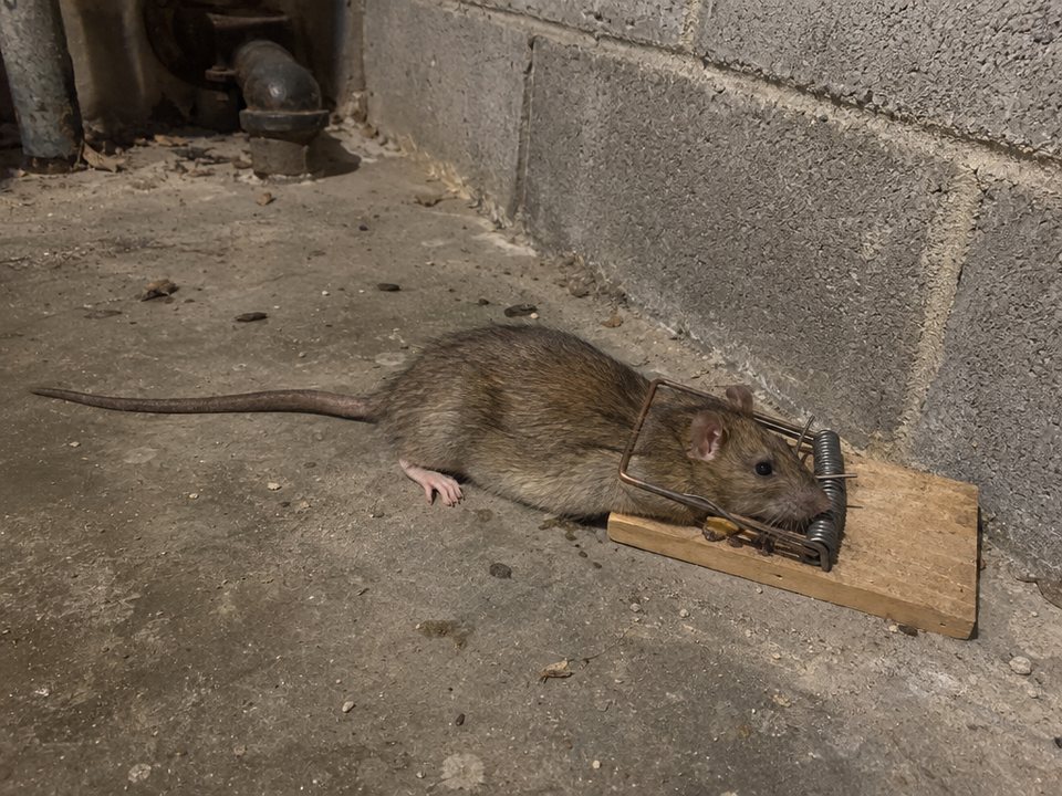 Rat caught in a wooden snap trap by a basement wall