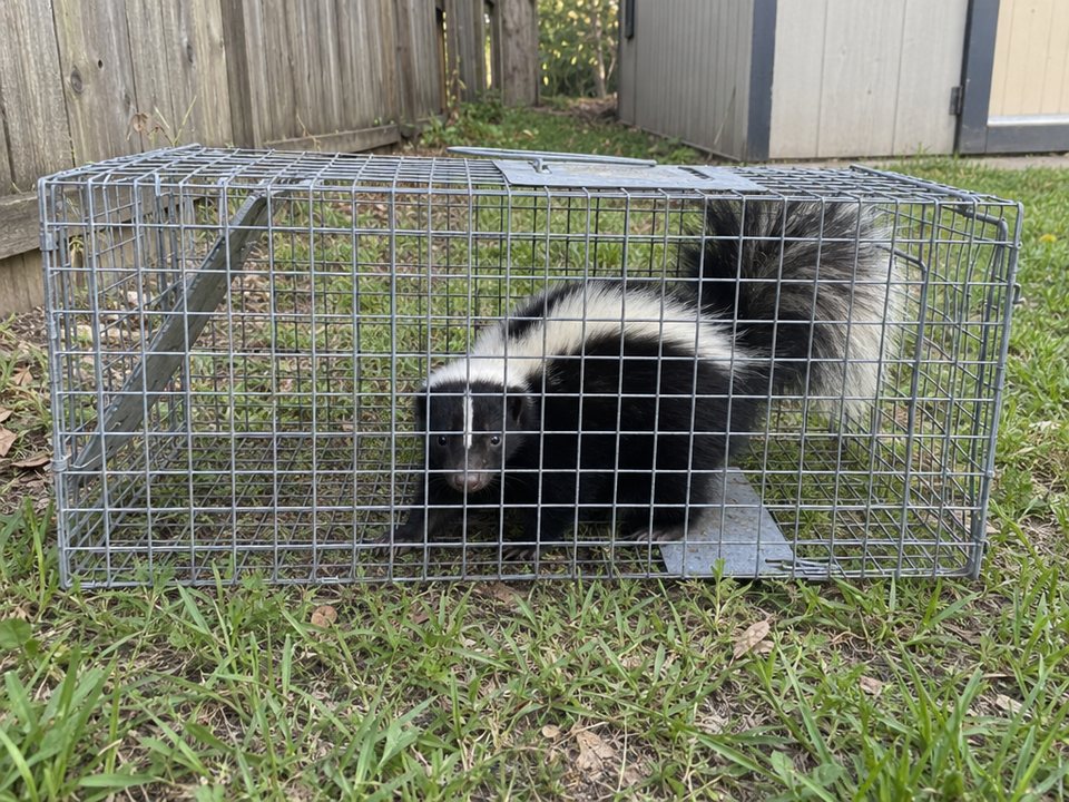 Black and white striped skunk inside a wire cage trap on the grass